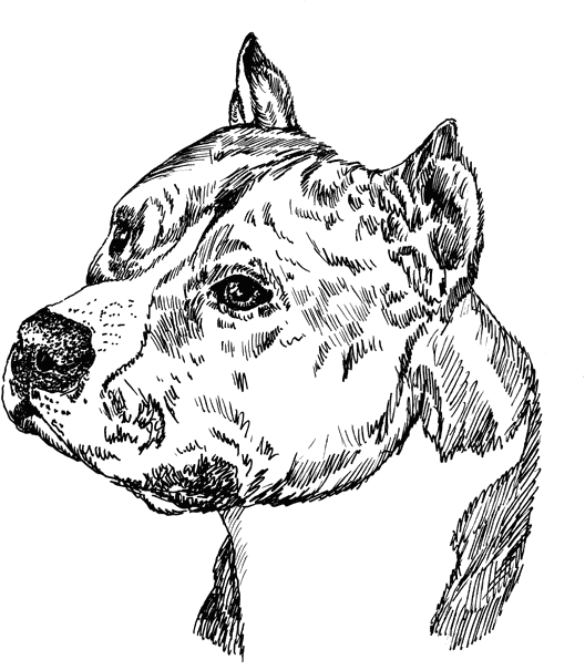 Pit-Bull2