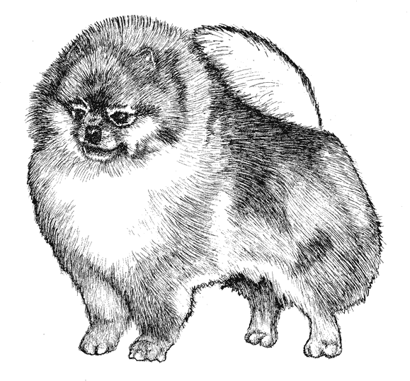 Pomeranian1