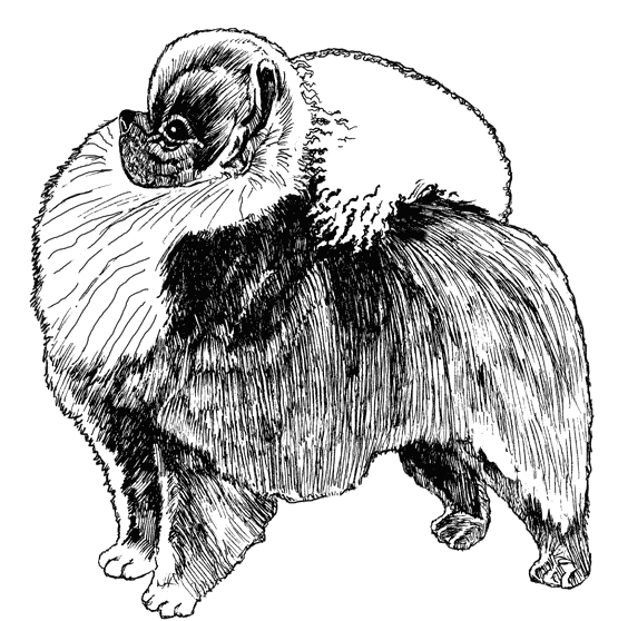 Pomeranian3