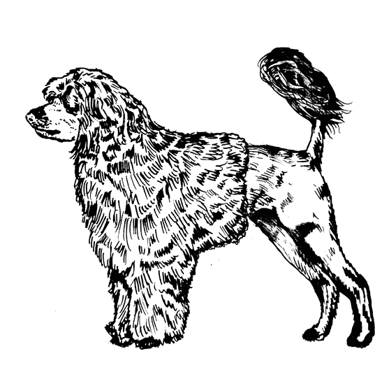 Portuguese-Water-Dog2