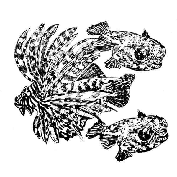 Puffer-Lionfish1