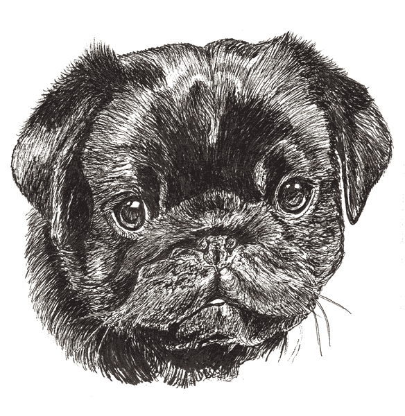 Pug-Black2