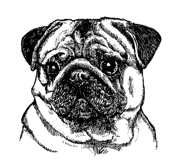 Pug-Fawn1