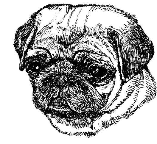 Pug-Fawn3