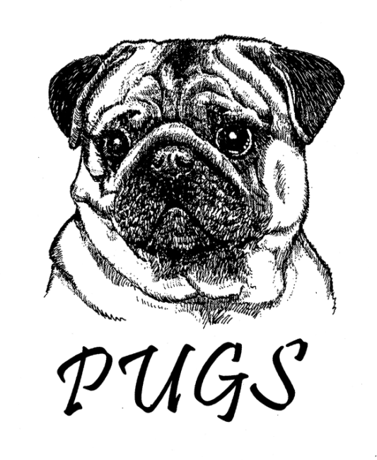 Pug-Fawn5