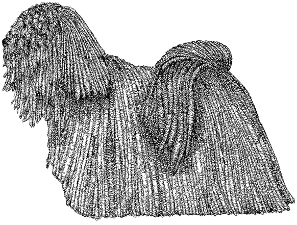 Puli1