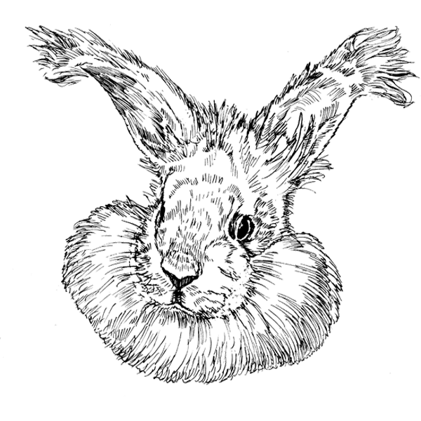 Rabbit-Angora1