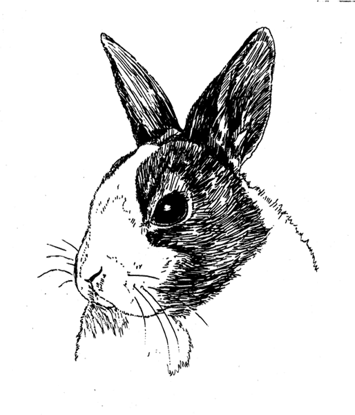 Rabbit-Dutch1