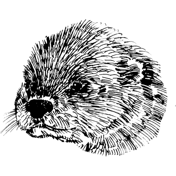River-Otter1