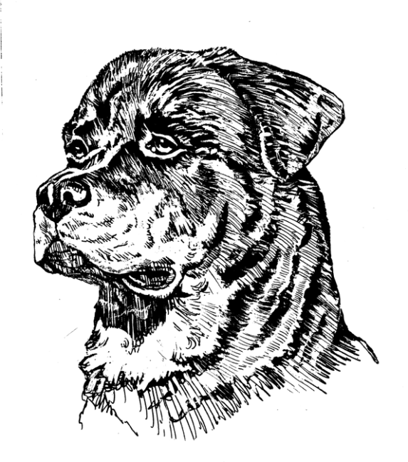Rottweiler1