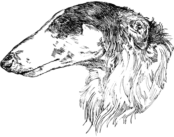 Russian-Wolfhound1