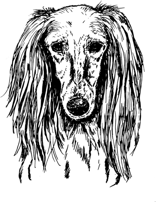 Saluki1