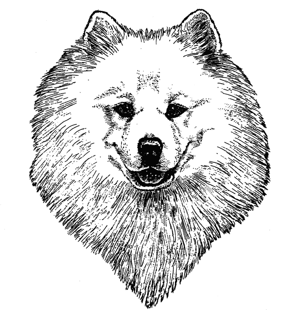 Samoyed1