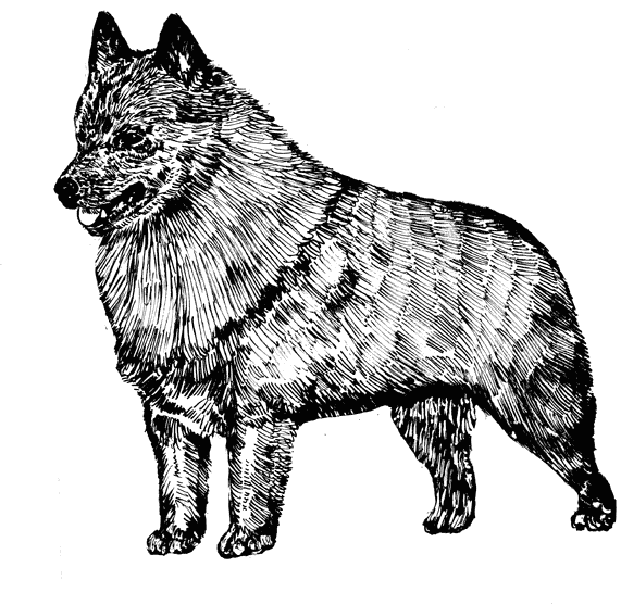Schipperke1