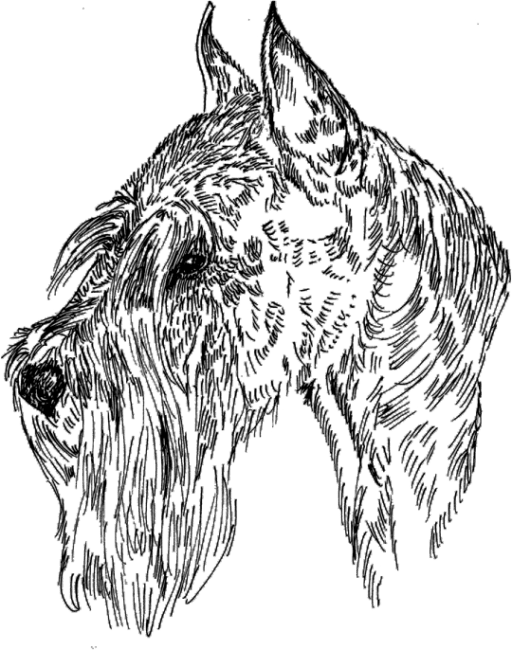 Schnauzer-Standard1
