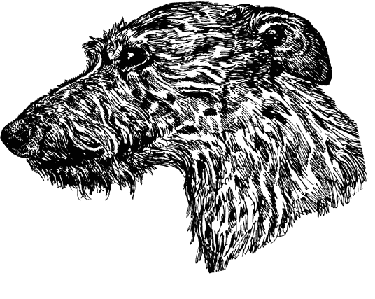 Scottish-Deerhound1