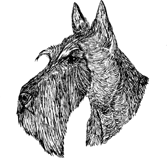 Scottish-Terrier3