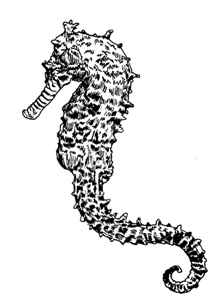 Seahorse1