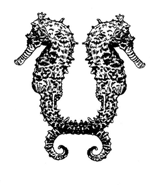 Seahorse2