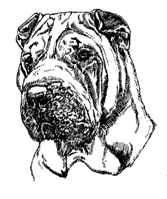 Shar-Pei1