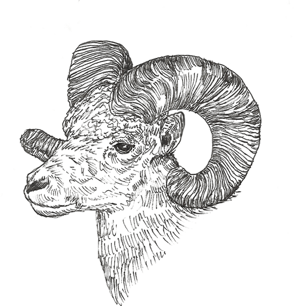 Sheep-Big-Horned