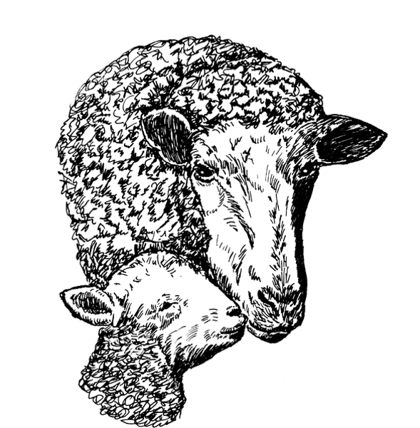 Sheep-Lamb1