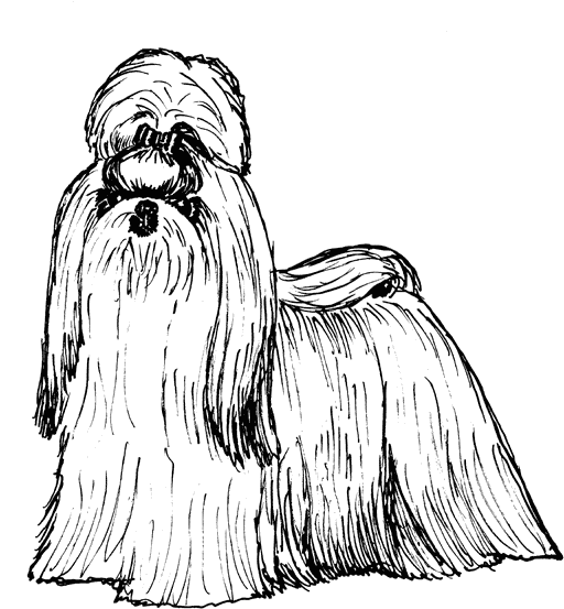 Shih-Tzu2