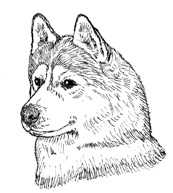 Siberian-Husky1