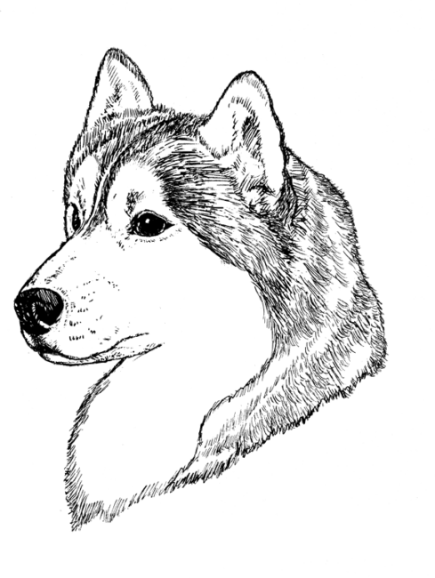 Siberian-Husky2