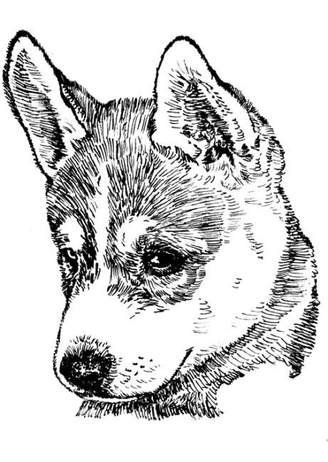 Siberian-Husky3