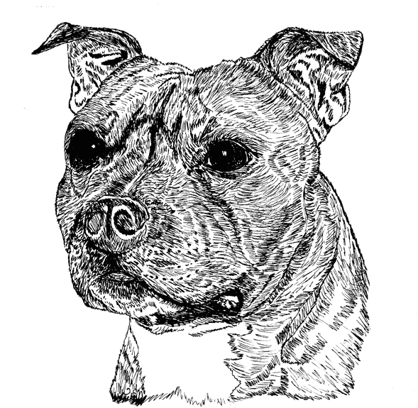 Staffordshire-Bull-Terrier1