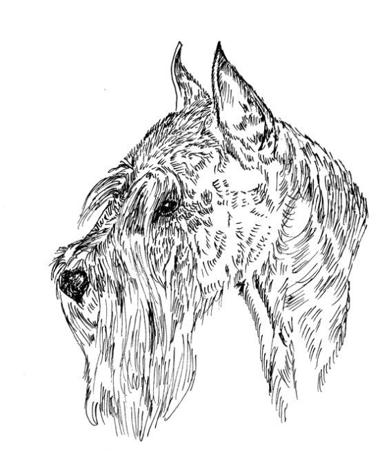 Standard-Schnauzer1