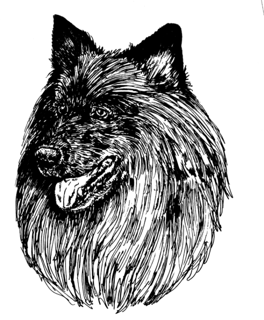 Swedish-Lapphund1