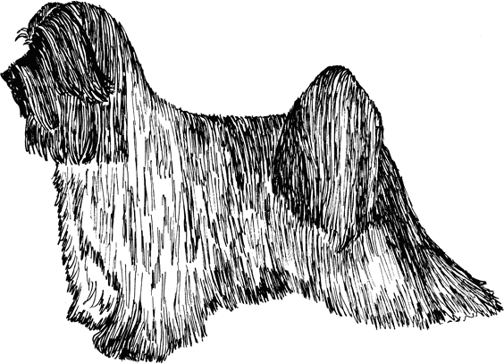 Tibetan-Terrier2