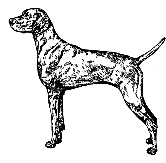Vizsla2