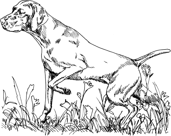 Vizsla3