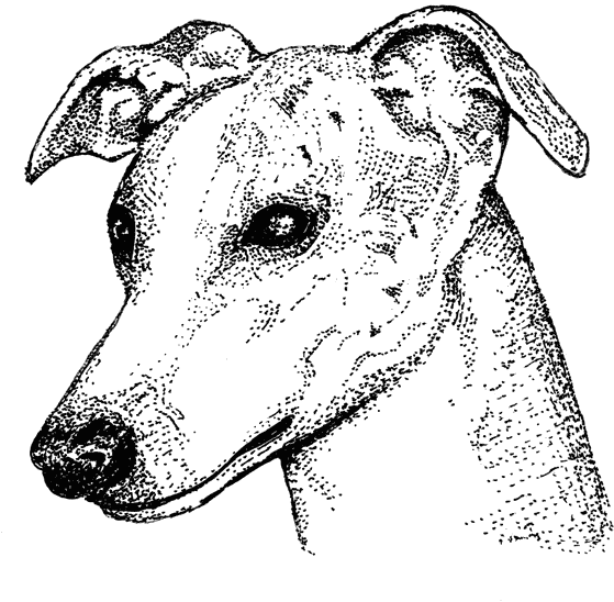 Whippet1