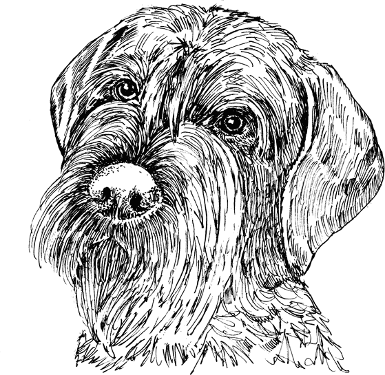 Wire-Haired-Pointing-Griffon1
