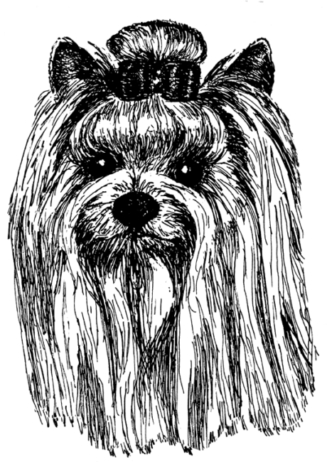 Yorkshire-Terrier1