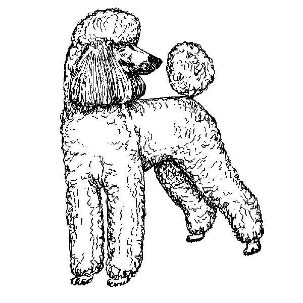 Poodle Standard1