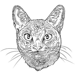 Abyssinian Cat1