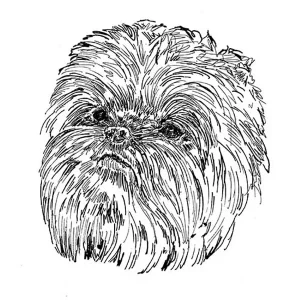 Affenpinscher