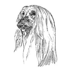 Afghan Hound1