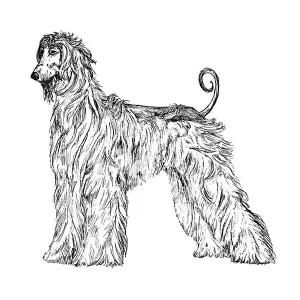 Afghan Hound2