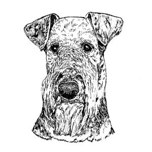Airedale Terrier1