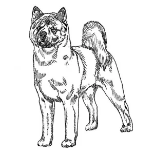 Akita Inu2
