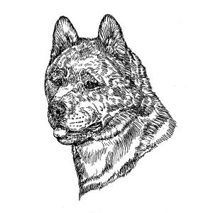 Akita Inu1
