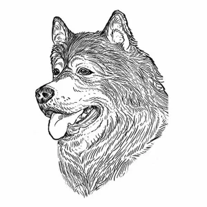 Alaskan Malamute2
