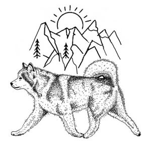 Alaskan Malamute3