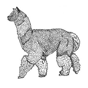 Alpaca1